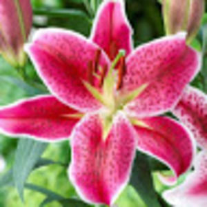 Meet your Posher, Jane